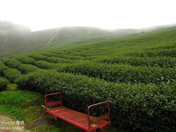 軟鞍)八卦茶園