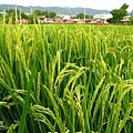 田中)稻田