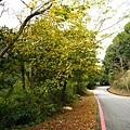 大雪山林道