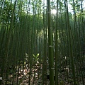 八仙山)竹林