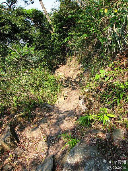 八仙山)林間步道