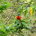 八仙山)灰頭紅身