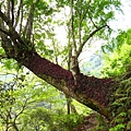 八仙山)主峰步道