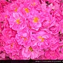 OrganicBulgarianRoseWater.9161350_std.jpg