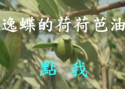 逸蝶精油專賣