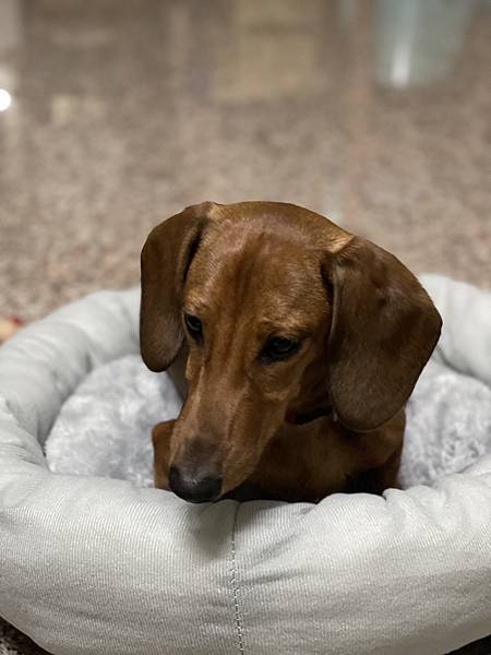 [產品試用] 友善毛小孩_魔術靈毛孩友善植淨系列清潔劑_天然