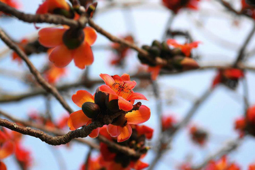 木棉花1