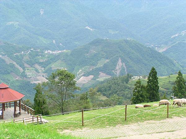 青青草原