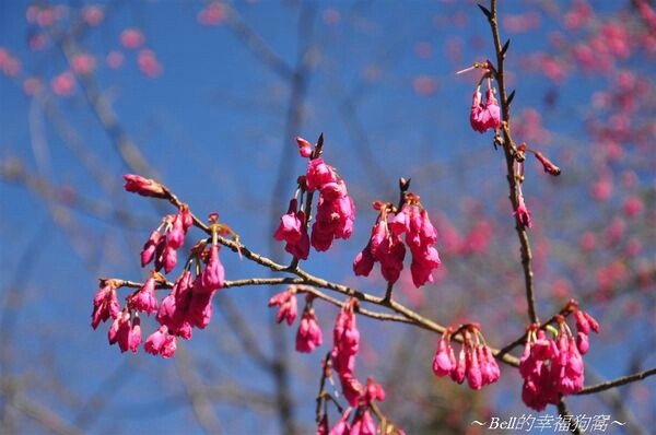 秦嶺最美是商洛