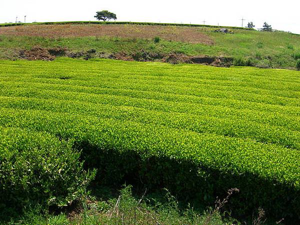 綠茶園