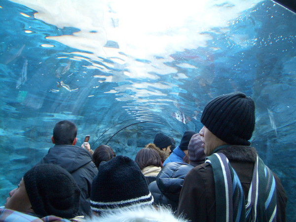 企鵝館的水底隧道