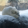 北極熊也有慵懶的時候