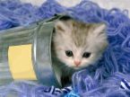 可愛猫.jpg