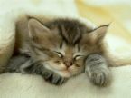 可愛猫２.jpg