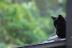 屋頂上的黑猫.jpg