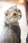 摺耳猫３.jpg