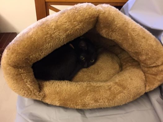 cat_4_1.jpg cat_4_1.jpg