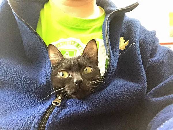 cat_3_1.jpg cat_3_1.jpg