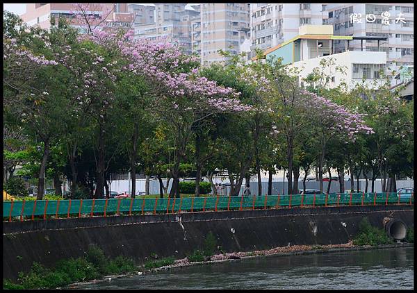 風鈴木DSC_4606