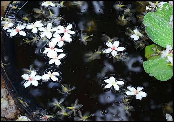 挑水古道DSC_5957