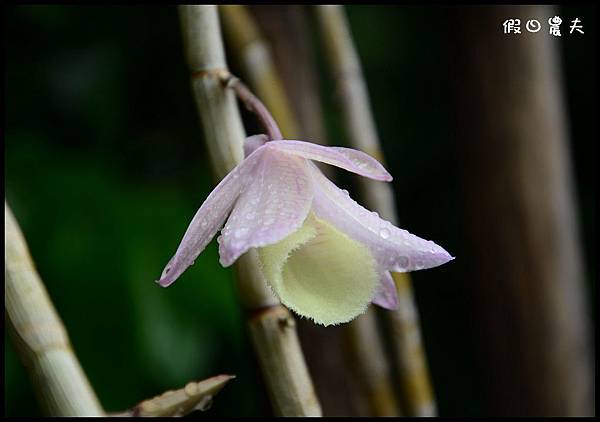 花草DSC_6324