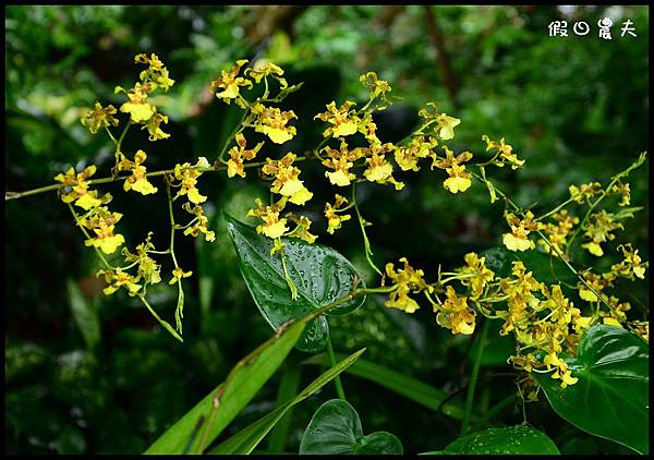 花草DSC_6337