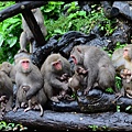 猴園DSC_5430