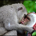 猴園DSC_5462