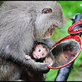 猴園DSC_5494
