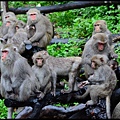 猴園DSC_5629