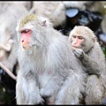 猴園DSC_5646