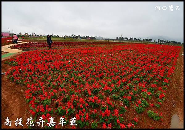 南投花卉嘉年華DSC_6388