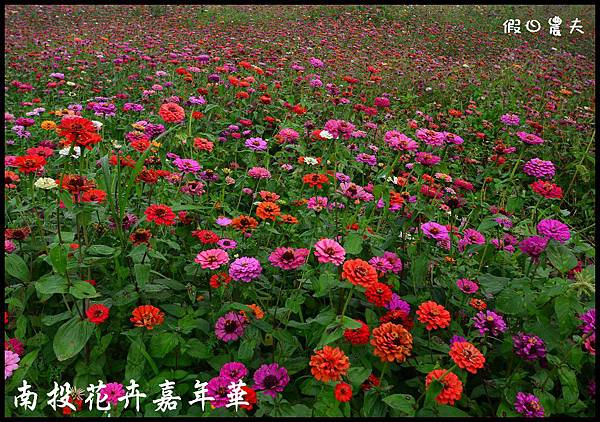 南投花卉嘉年華DSC_6446