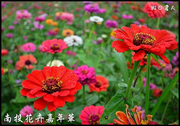 南投花卉嘉年華DSC_6454