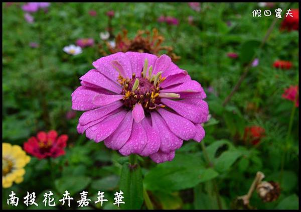 南投花卉嘉年華DSC_6450