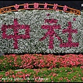 中社花市DSC_9686