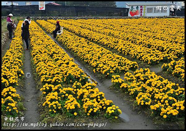 中社花市DSC_9805