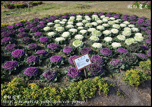 中社花市DSC_0695