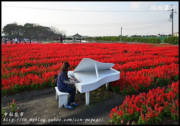 中社花市DSC_0707