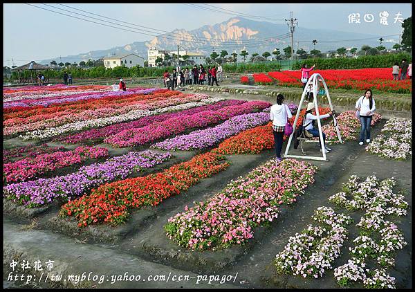 中社花市DSC_0714