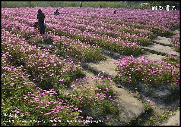 中社花市DSC_0727