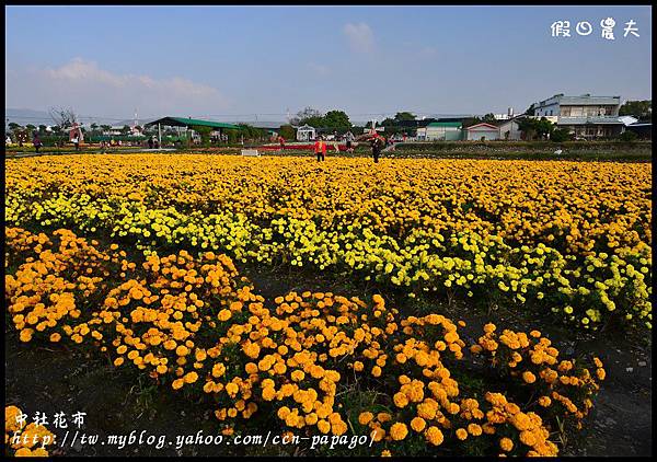 中社花市DSC_0734