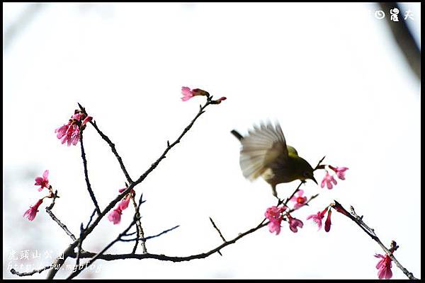 虎頭山公園DSC_1712