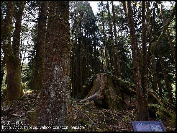 阿里山櫻花DSC_4141