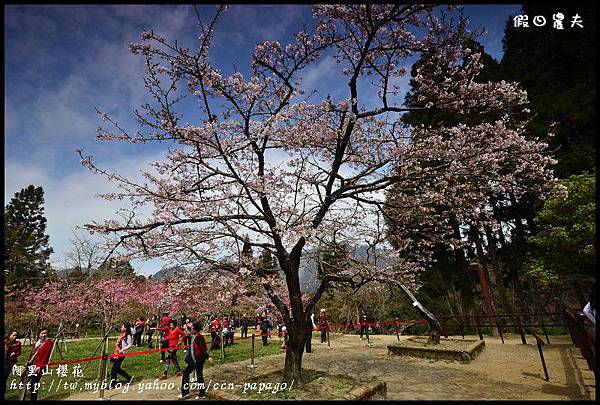 阿里山櫻花DSC_4277