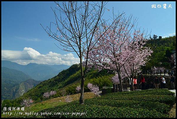 隙頂河津櫻DSC_4327