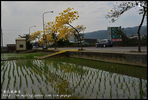 黃花風鈴木DSC_3807