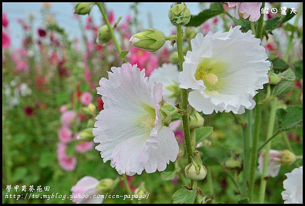 學甲蜀葵花田DSC_6702