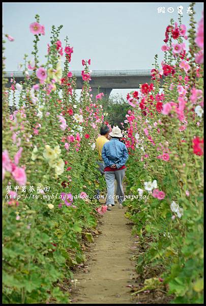 學甲蜀葵花田DSC_6718