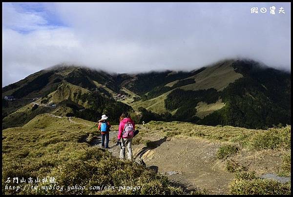 石門山高山杜鵑_DSC2380